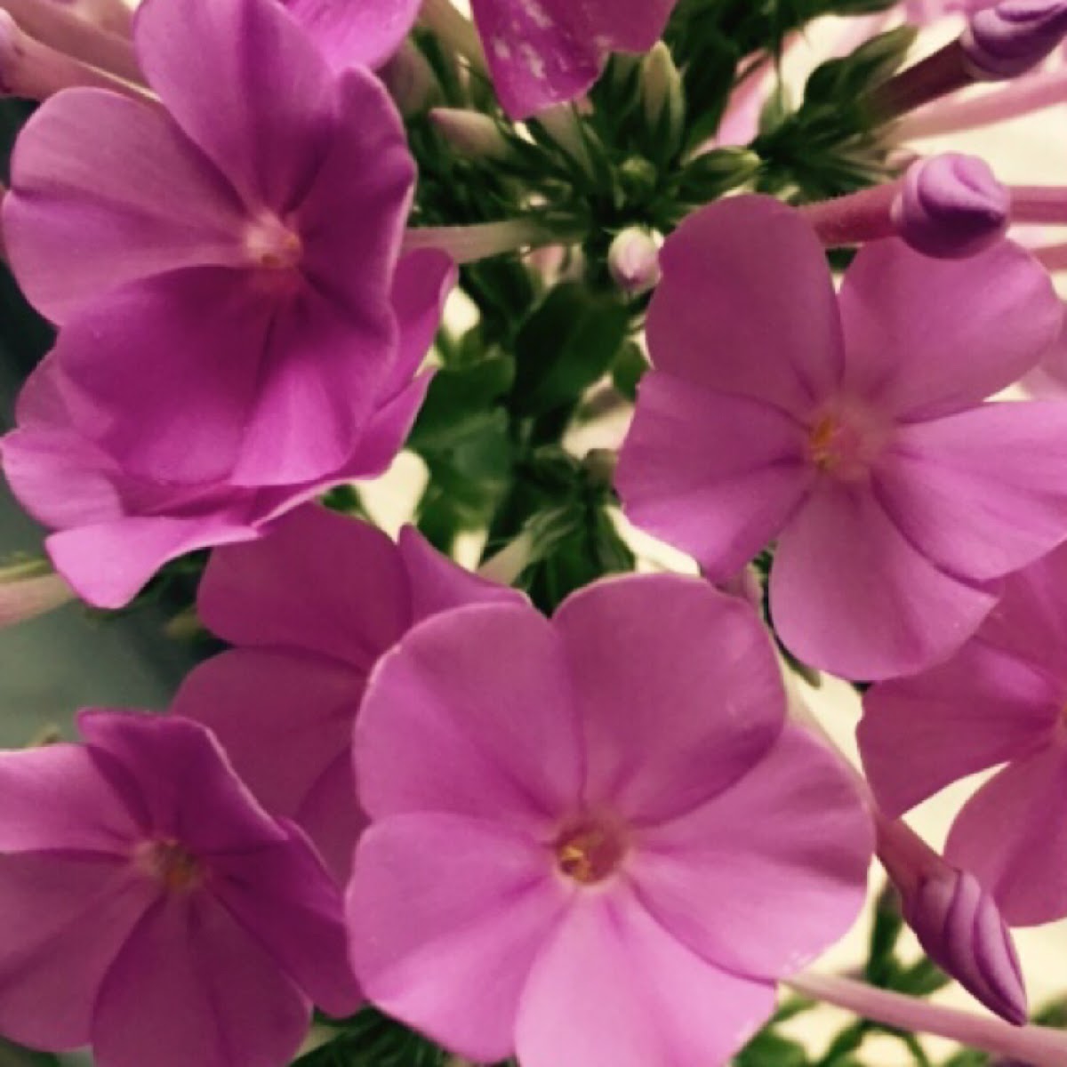 Phlox