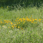 California Poppy