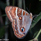 Borboleta coruja