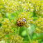 Harlequin Ladybird