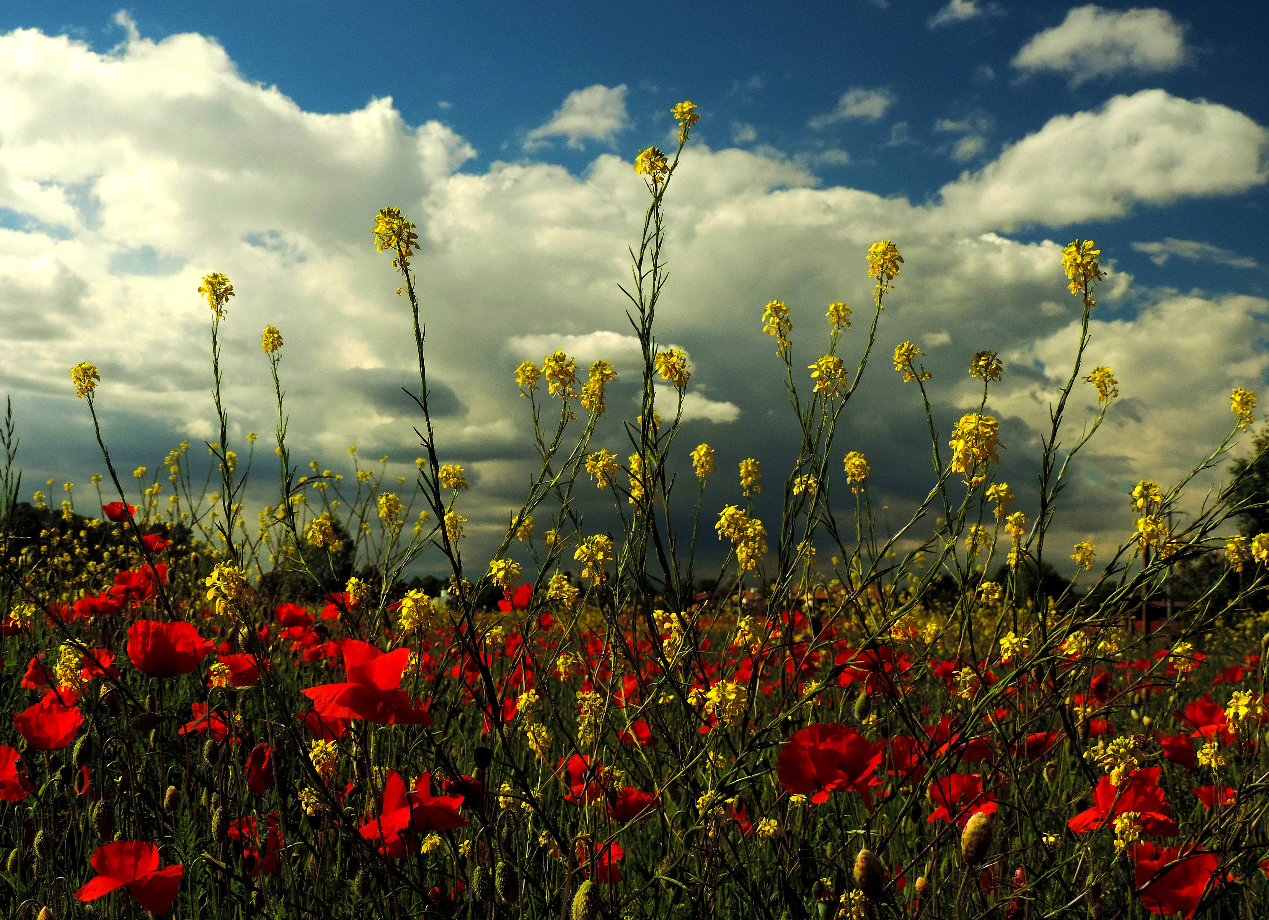 In aprile con lo sbocciare dei fiori la vita risplende di nuovi colori  di renzo brazzolotto