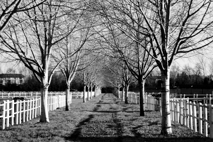 American graveyard di franto