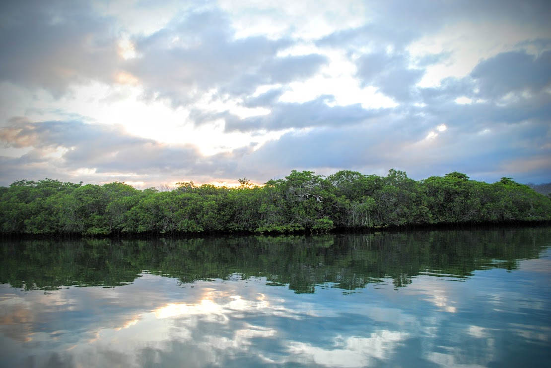 Mangrove Forest