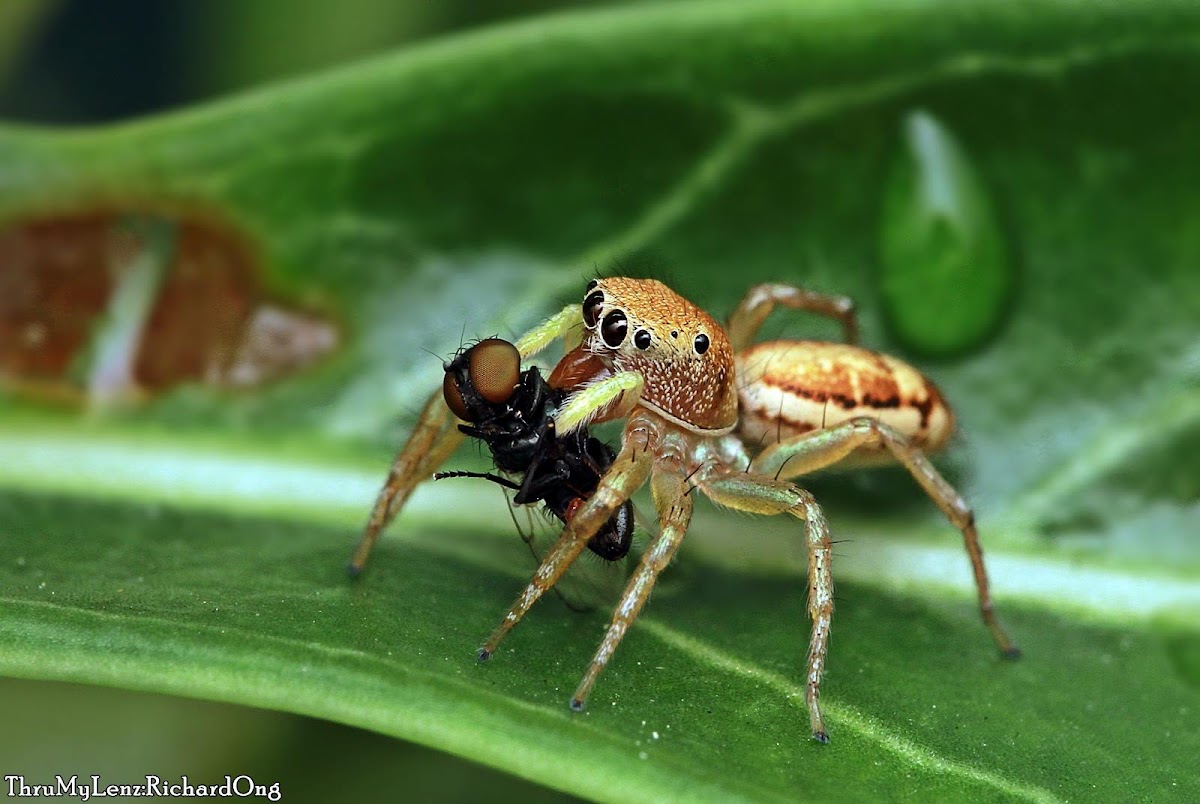 Jumping Spider