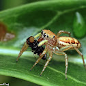 Jumping Spider