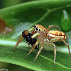 Jumping Spider