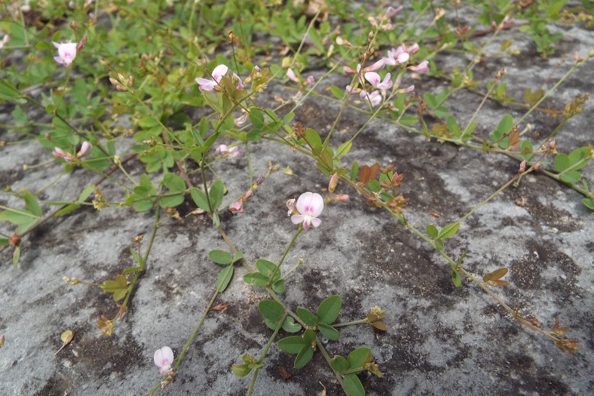 Creeping lespedeza