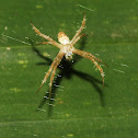 Signature Spider (Backyard Census)