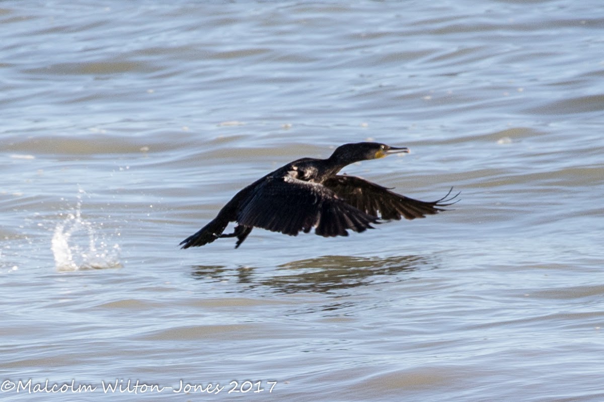 Cormorant; Cormorán Grande