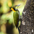 Greater Yellownape Woodpecker