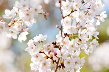 「桜の花が咲く頃に」のメインビジュアル