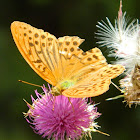 Silver-washed fritillaries