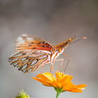 Gulf Fritillary Butterfly