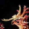 Soft Coral Crab