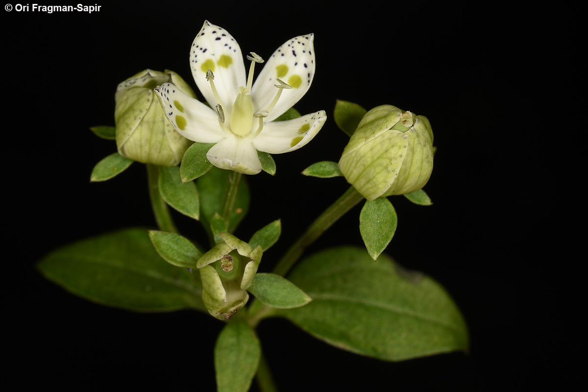 Double-Spotted Swertia