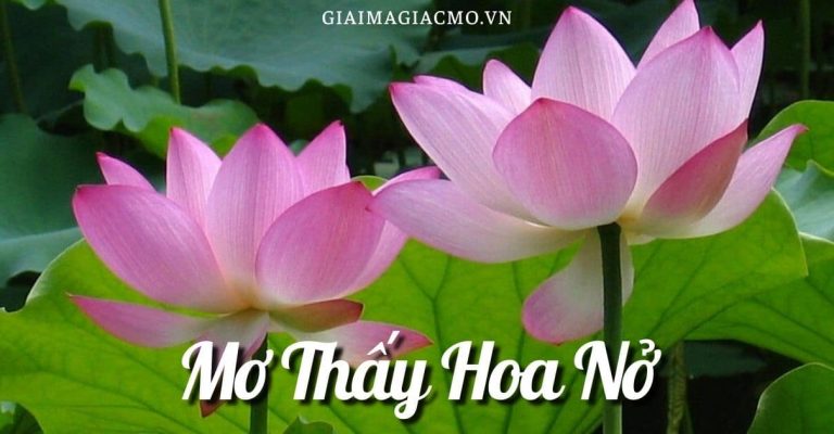 Hoa sen Quốc hoa của Việt Nam mang ý nghĩa rất linh thiêng