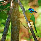 Udu-de-coroa-azul(Amazonian Motmot)