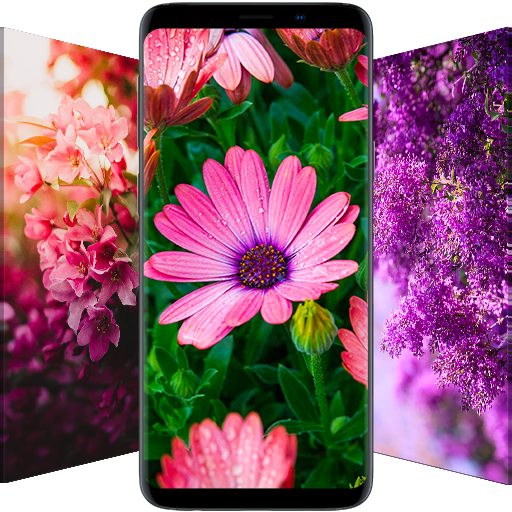 ? Flower Wallpapers - Colorful Flowers in HD & 4K