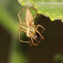 Lynx Spider