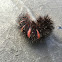 Giant Leopard Moth Caterpillar