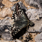 Pyrgus Skipper