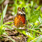 Red Lacewing