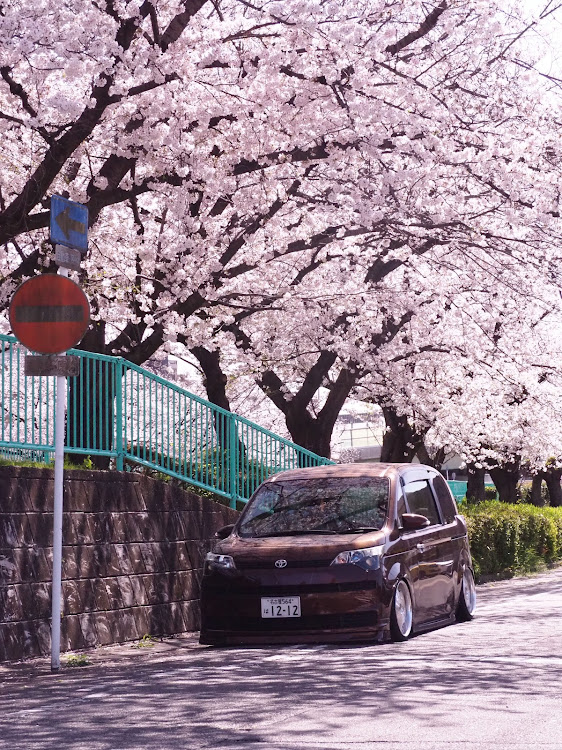 スペイドの桜とコラボ・桜・サクラと愛車・目指せPickUpCarsに関するカスタム事例の投稿画像2枚目