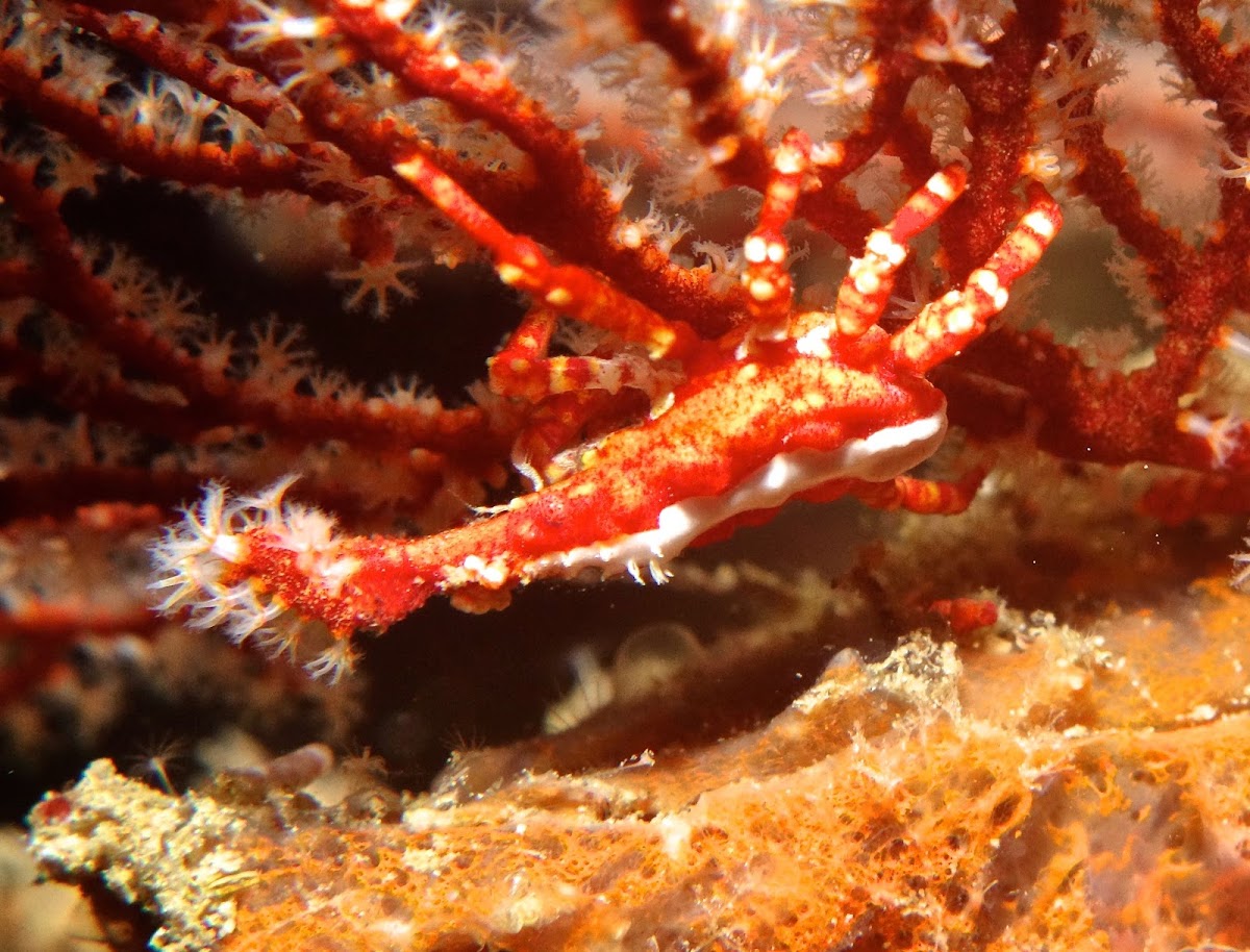 Gorgonian Spider Crab