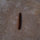 Eastern Tent caterpillar