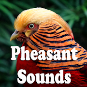 Pheasant Sounds  Icon