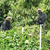 Nilgiri Langur