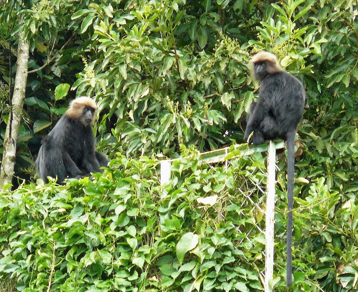 Nilgiri Langur