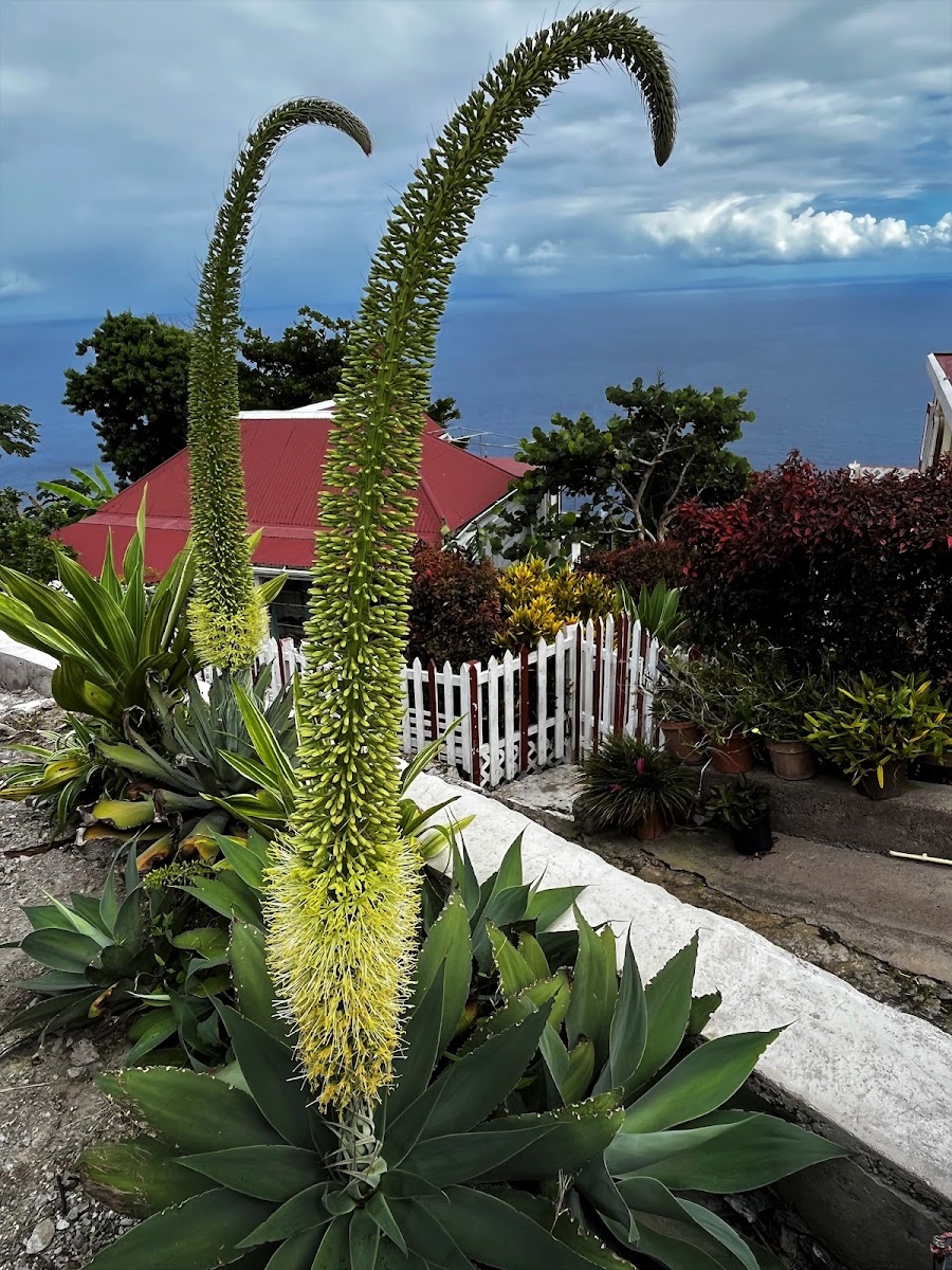 Chalk Agave