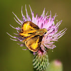 Whirlabout Skipper Butterfly