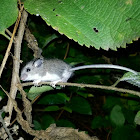 The Wood Mouse