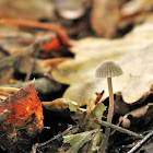 Marasmius sp