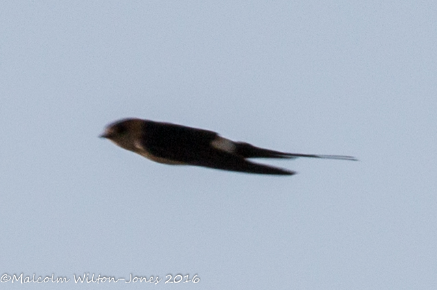 Red-rumped Swallow; Golondrina Daurica
