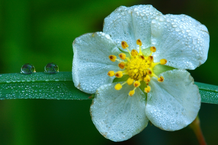 DROPS di Luca Capobianco