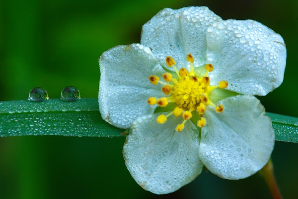 DROPS di Luca Capobianco