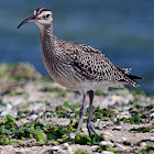 Whimbrel