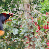 Malabar giant squirrel