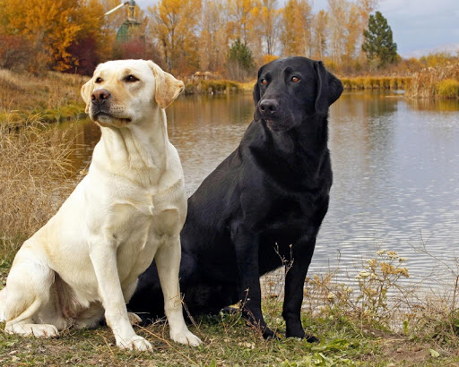 Labrador Retriever Dogs Themes