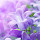 Purple Flower Wallpaper HD Custom New Tab