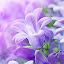 Purple Flower Wallpaper HD Custom New Tab