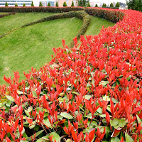 Il trionfo della Photinia di 