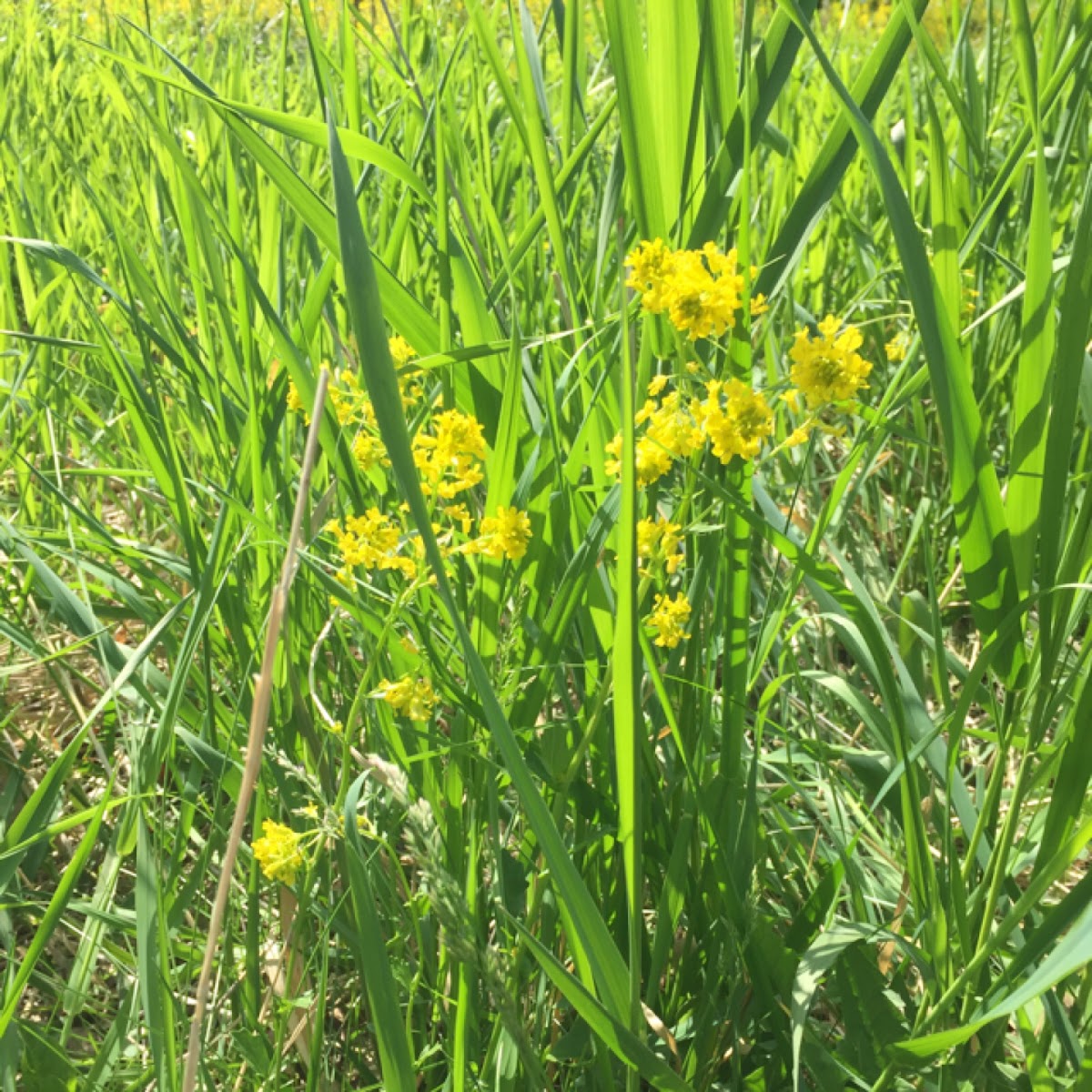 Prairie Parsley