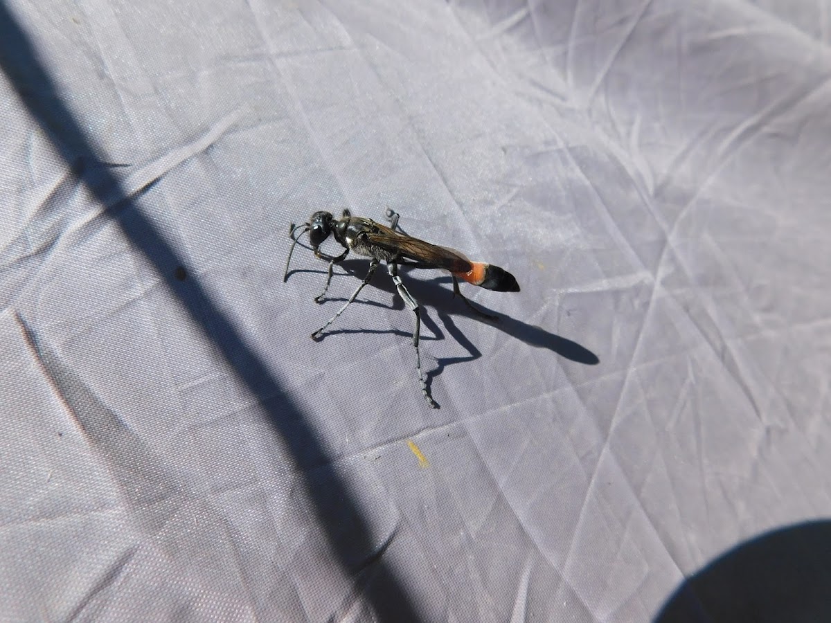 Red-belted Sand Wasp