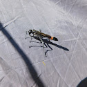 Red-belted Sand Wasp