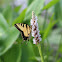 Eastern tiger swallowtail