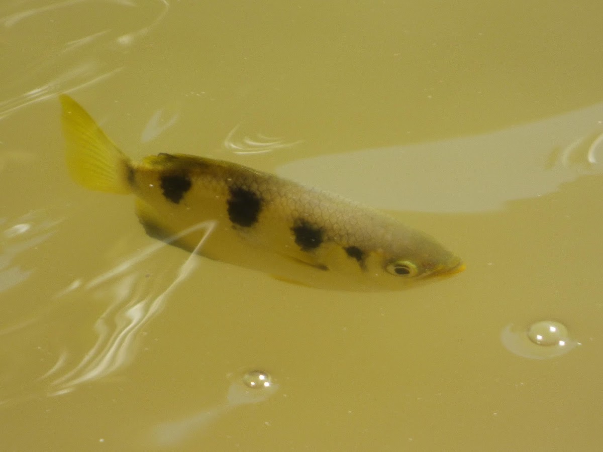 Kimberley Archerfish